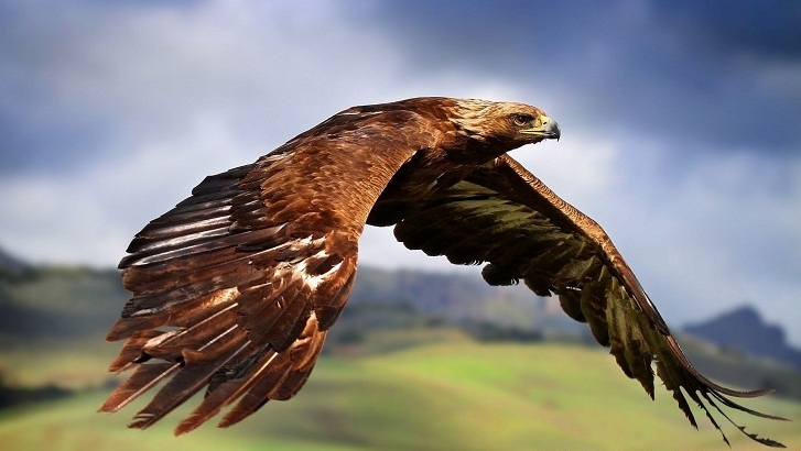 Himalayan Eagle in flight in Kashmir valley