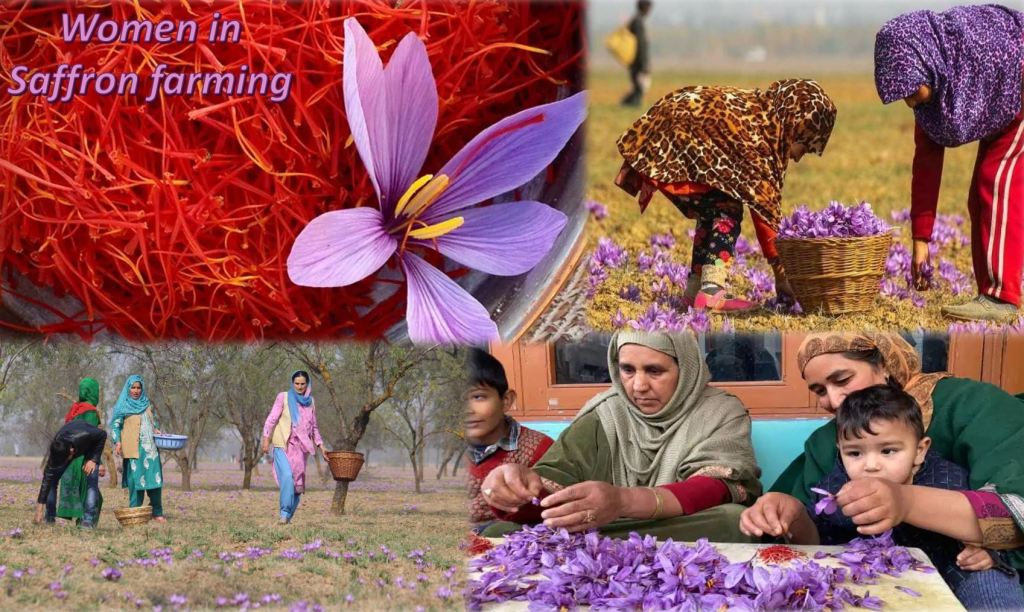 SAFFRON-FARMING-KASHMIRI-WOMEN