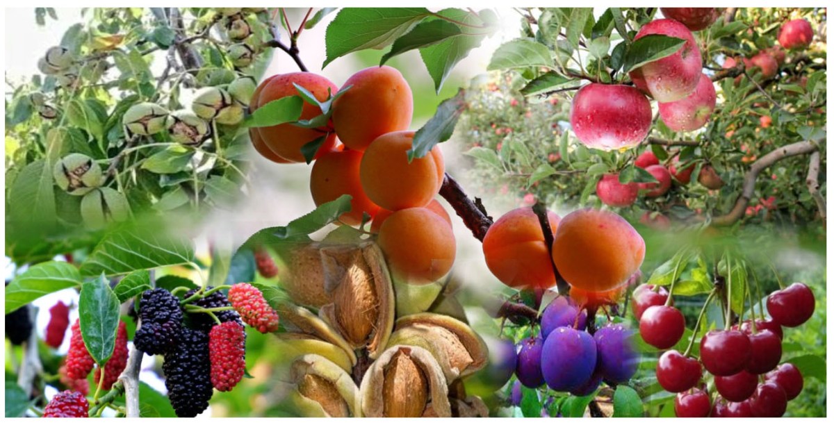 Fruits of Kashmir Kashmir RootStock