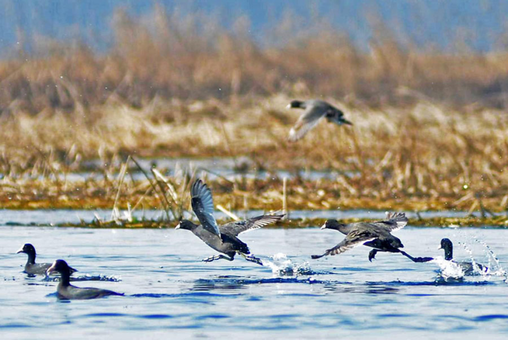 Several waterfowl move across a shallow wetland. Two birds run and flap their wings along the water’s surface as they take off, splashing behind them, while others swim nearby. Brown marsh grasses and a blurred bird in flight appear in the background under a clear sky.